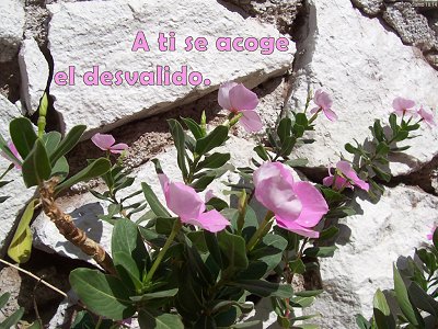 [A ti se acoge el desvalido (Salmo 10.14)]