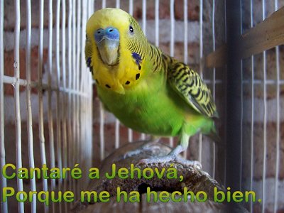 [Cantaré a Jehová, Porque me ha hecho bien (Salmo 13.6)]