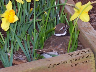 [Oh Jehov&aacute;, al hombre y al animal conservas (Salmo 36.6)]