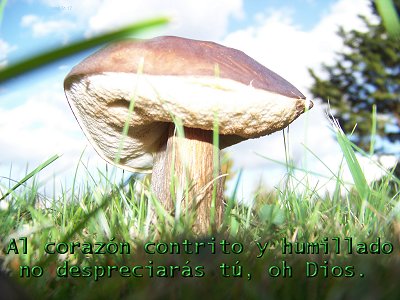 [Al coraz&oacute;n contrito y humillado no despreciar&aacute;s t&uacute;, oh Dios (Salmo 51.17)]