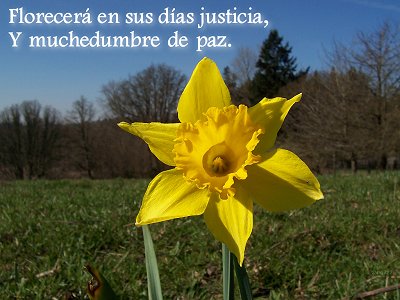 [Florecerá en sus días justicia, Y muchedumbre de paz (Salmo 72.7)]