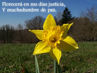[Florecer&aacute; en sus d&iacute;as justicia, Y muchedumbre de paz (Salmo 72.7)]