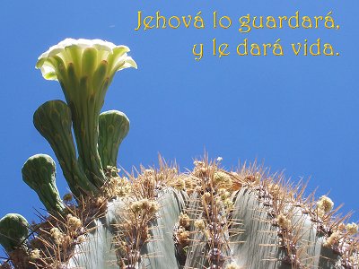 [Jehová lo guardará, y le dará vida (Salmo 41.2)]