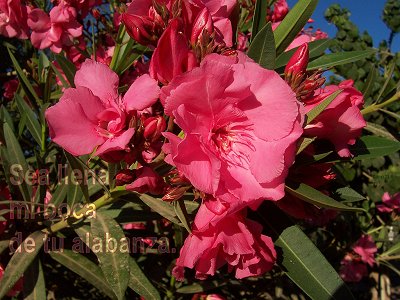 [Sea llena mi boca de tu alabanza (Salmo 71.8)]