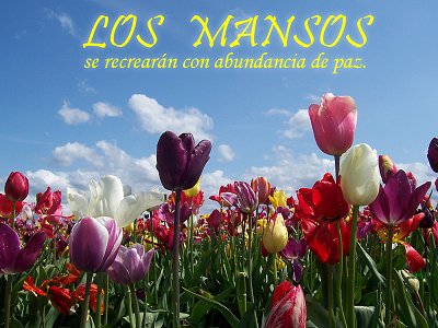 [Los mansos...se recrear&aacute;n con abundancia de paz (Salmo 37.11)]