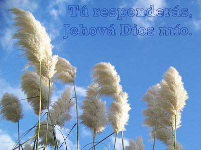 [Tú responderás, Jehová Dios mío (Salmo 38.15)]
