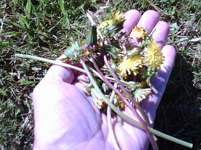 A hand-load of dandelions