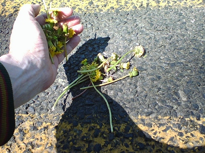 Dumping my dandelions in the middle of the road