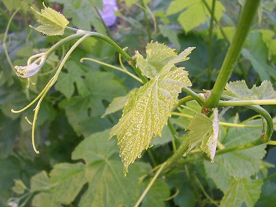 Early sunshine on grape vine