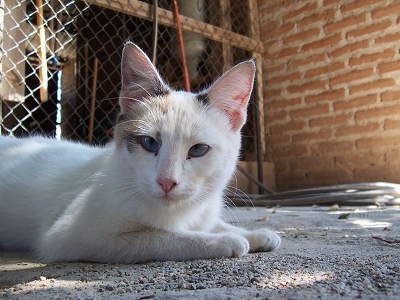 Margy's cat