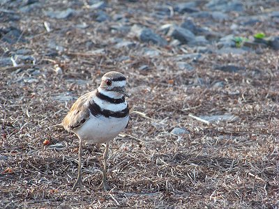 Killdeer