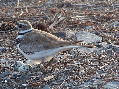 Killdeer and eggs