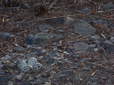 Killdeer eggs