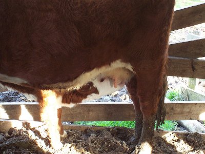 Calf at feeding stanchion