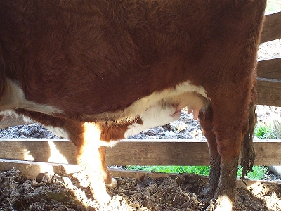 That's how baby cows eat?!