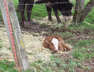 Brand new baby cow