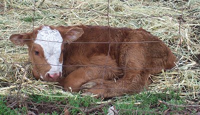 Hours old bovine calf