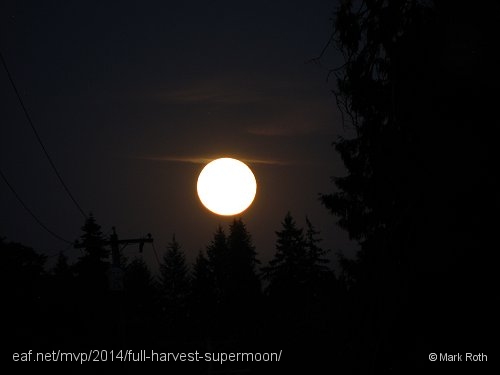 rising-moon-above-tree