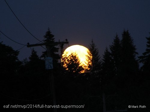 rising-moon-in-trees