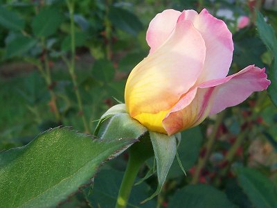 Sun kissed rose
