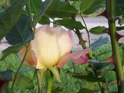 Sunkist rose near Yoder, Oregon