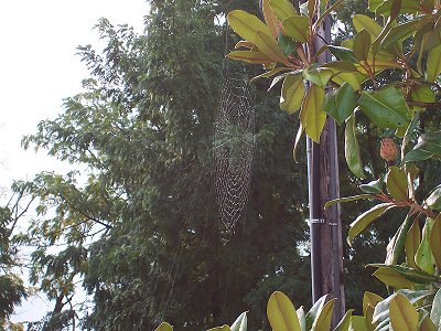 Spider web near Yoder, Oregon