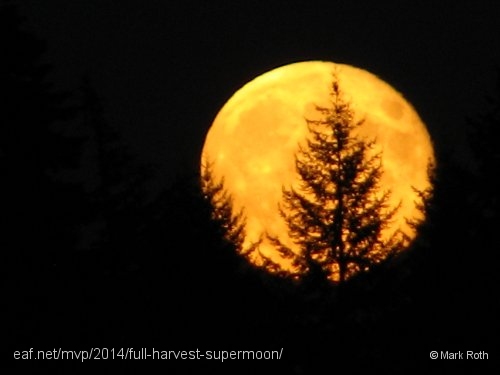 rising moon behind tree