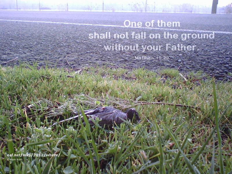image of dead bird by roadside -- where was God then?