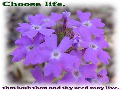 [Choose life, that both thou and thy seed may live (Deuteronomy 30:19)]