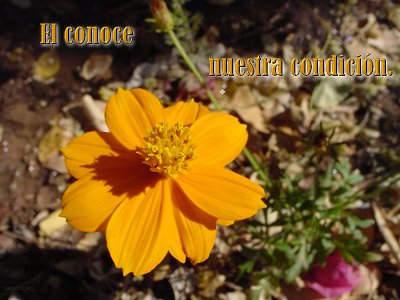 [El conoce nuestra condición (Salmo 103.14)]