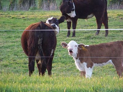 Calf calling mother