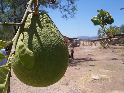 What fruit is this?