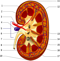 Is it a kidney or a bean?