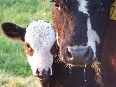 Cows doing what cows do -- staring