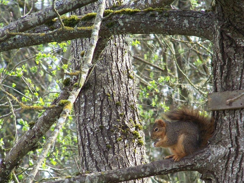 Squirrel. Perched.