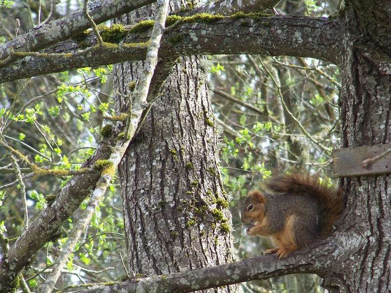 Squirrel. Perched.