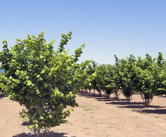 young hazelnut trees