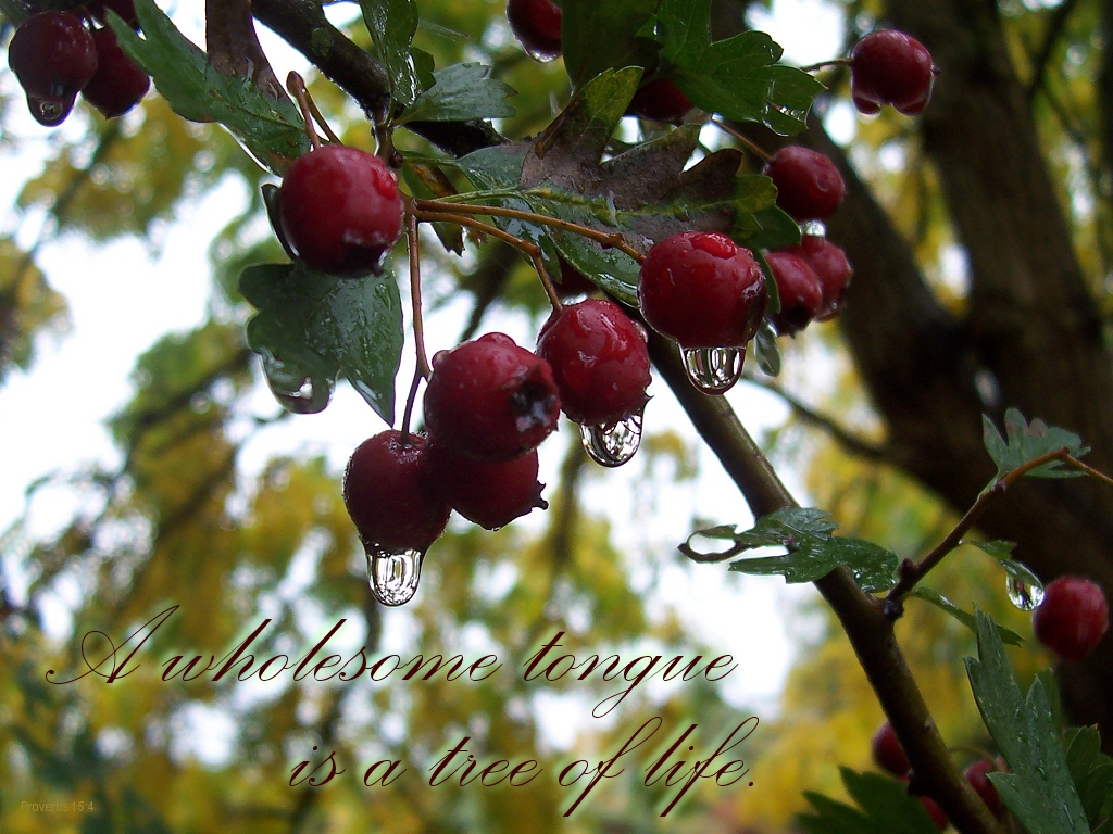 a photo with this superimposed: A wholesome tongue is a tree of life