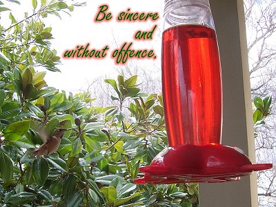 a hummingbird in flight at a feeder