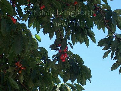 It shall bring forth new fruit