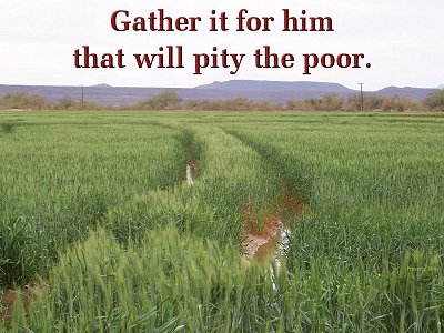 [Gather it for him that will pity the poor (Proverbx 28:8)]