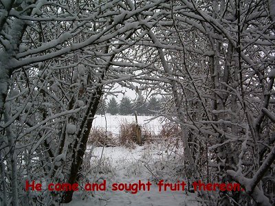 [He came and sought fruit thereon (Luke 13:6)]
